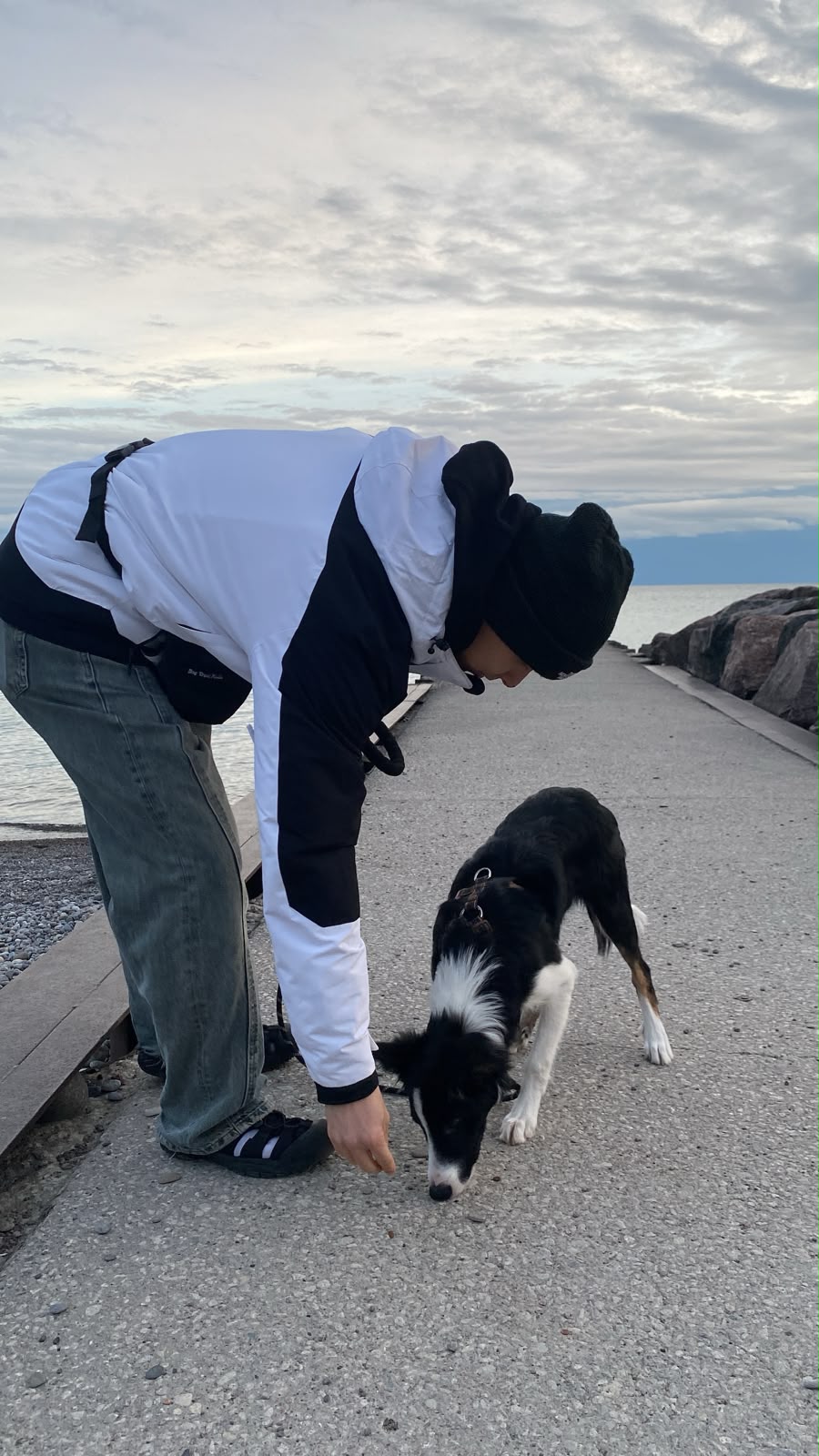 Life with dogs